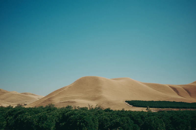 Golden grass hills above green orchards under a clear blue sky