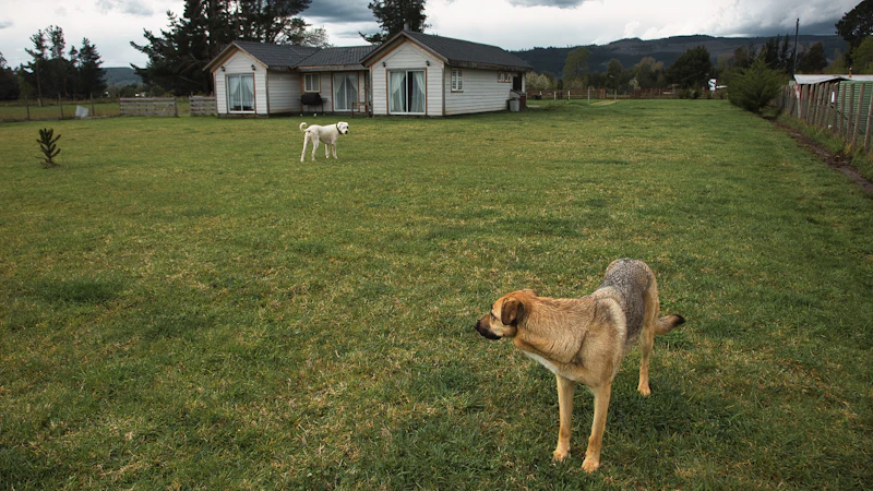 Two dogs on a wide green lawn in front of a single-story house